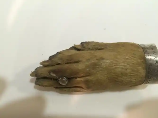 一种不知什么动物的脚标本