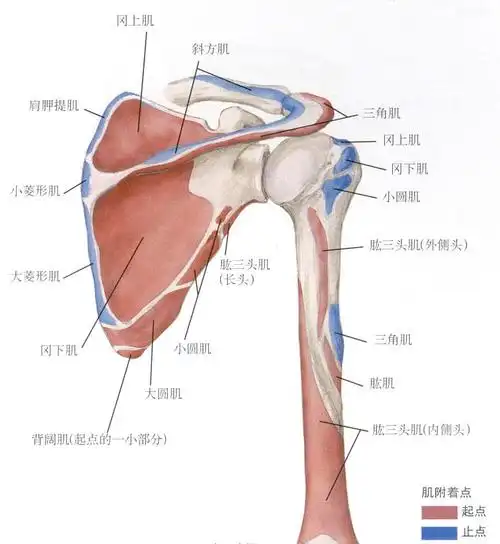 一,肩部肌肉整体观
