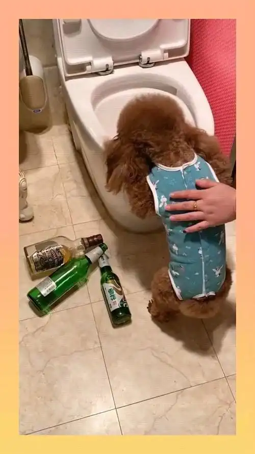 狗喝醉的时候和人是一样的,看这小可怜醉的,太难受了!