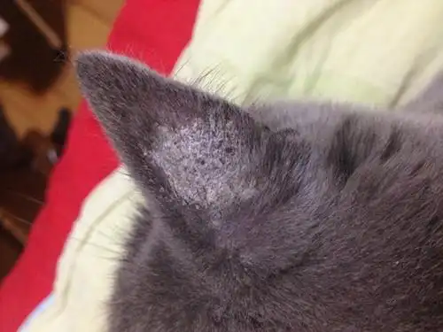 请问猫耳朵的猫藓什么颜色?我家猫咪耳朵上好像长癣了