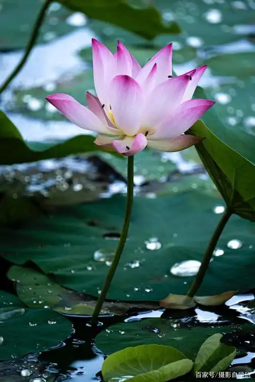 告别普通,夏天拍荷花6个摄影技巧,荷花照片必须不再普通