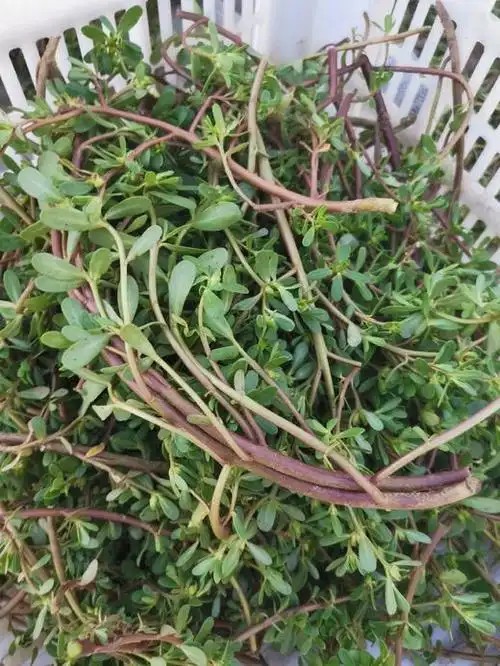 马齿草马苋长命菜马齿龙芽酱瓣豆草瓜子菜五行草灰苋马踏草安乐菜酸苋