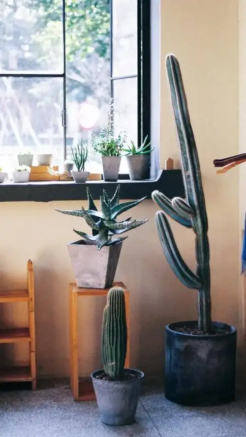 小清新静物森系写真