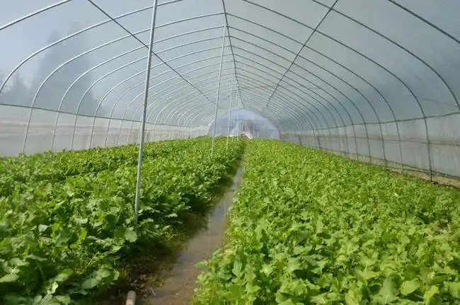 农户们的种植养殖热情高涨2020年,黔东南监狱驻村第一书记金方庆发动