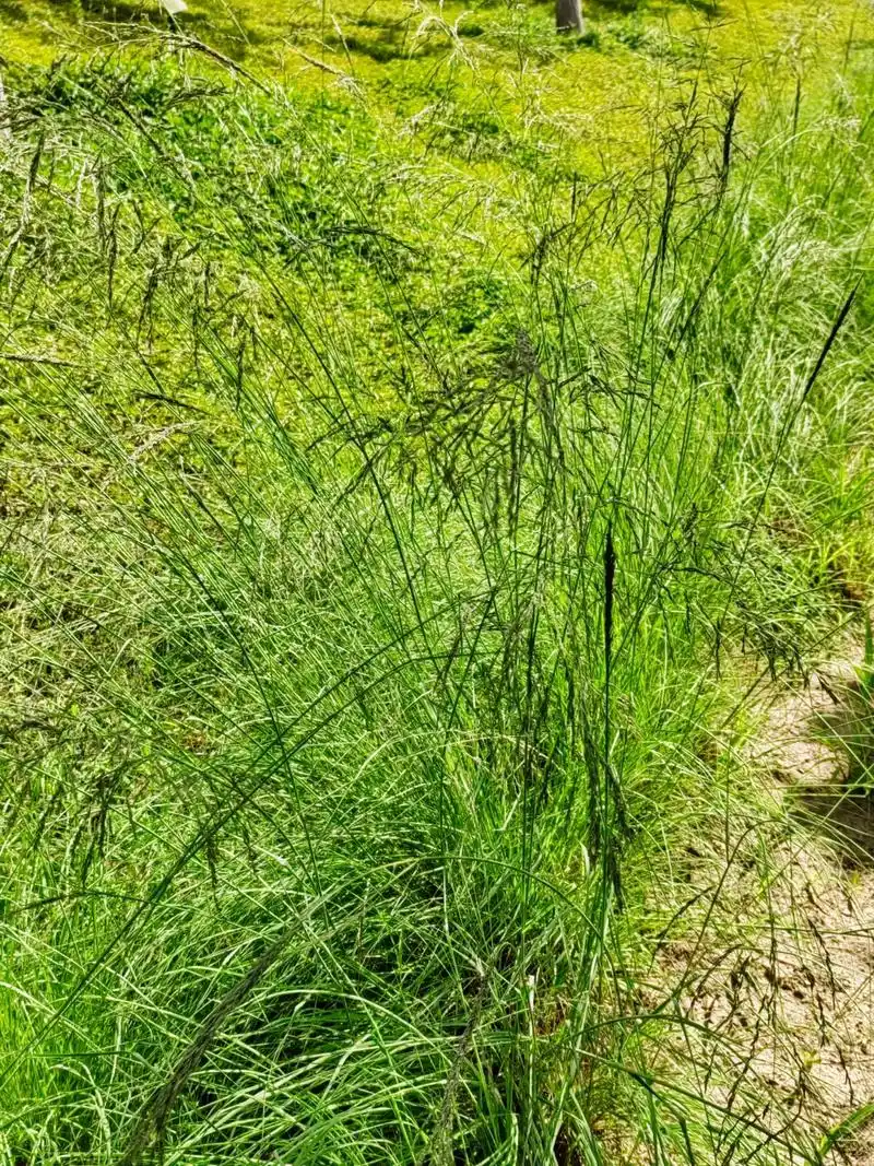 身边植物之画眉草:禾本科画眉草属植物,一年生草本.秆丛生,常 - 抖音