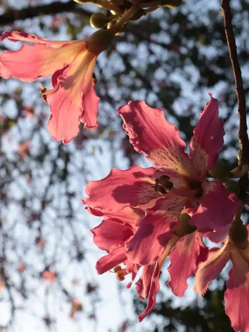 旅游随手拍  被街道边的花美到了,问了才知道是木棉花,印象中木棉花
