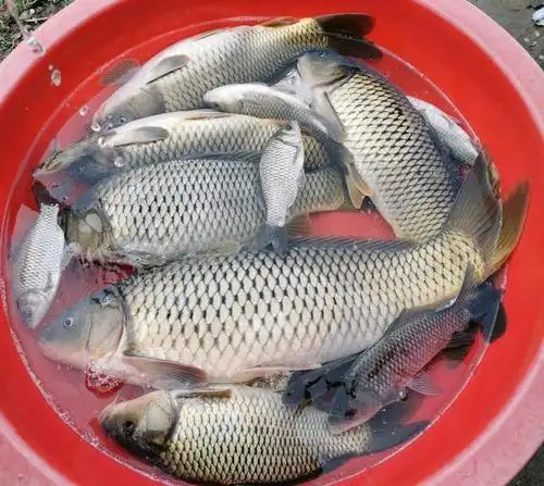 鲤鱼,南方人真的不吃吗?