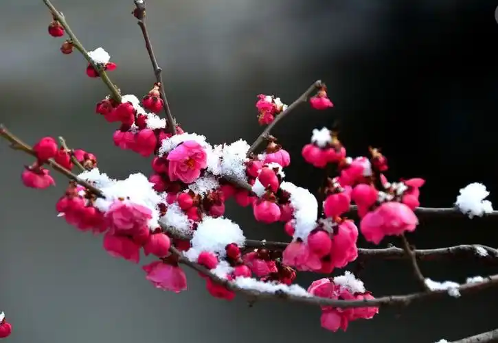 红梅傲雪诗句(红梅傲雪的全诗句)