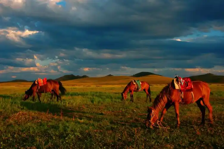 78位于内蒙古自治区腹地深处的锡林郭勒大草原有着中国四大草原的