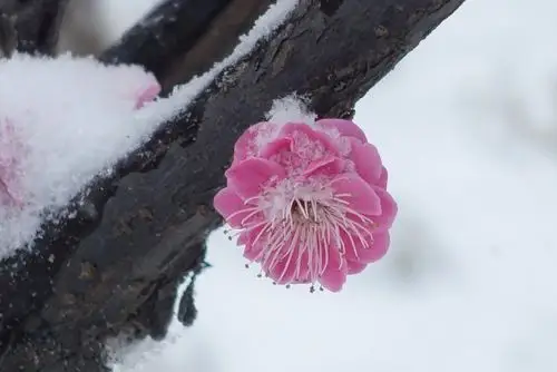 梅花独雪傲,暗自韵香飘.