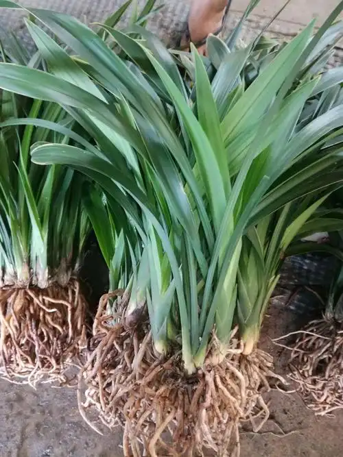 金边兰6头,高40,10元