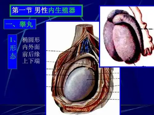 男女生殖系统结构和功能了解ppt