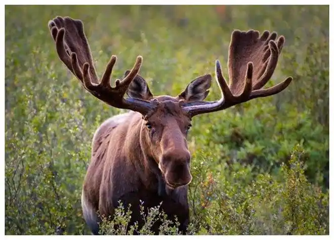 大兴安岭驼鹿体重可达700公斤正宗大吃货但数量稀少