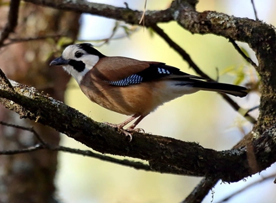 松鸦(云南亚种)--也叫白脸松鸦