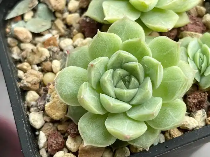 集合,本周就来个女王集合吧,可能是快秋天了,内心有点小躁动#多肉控