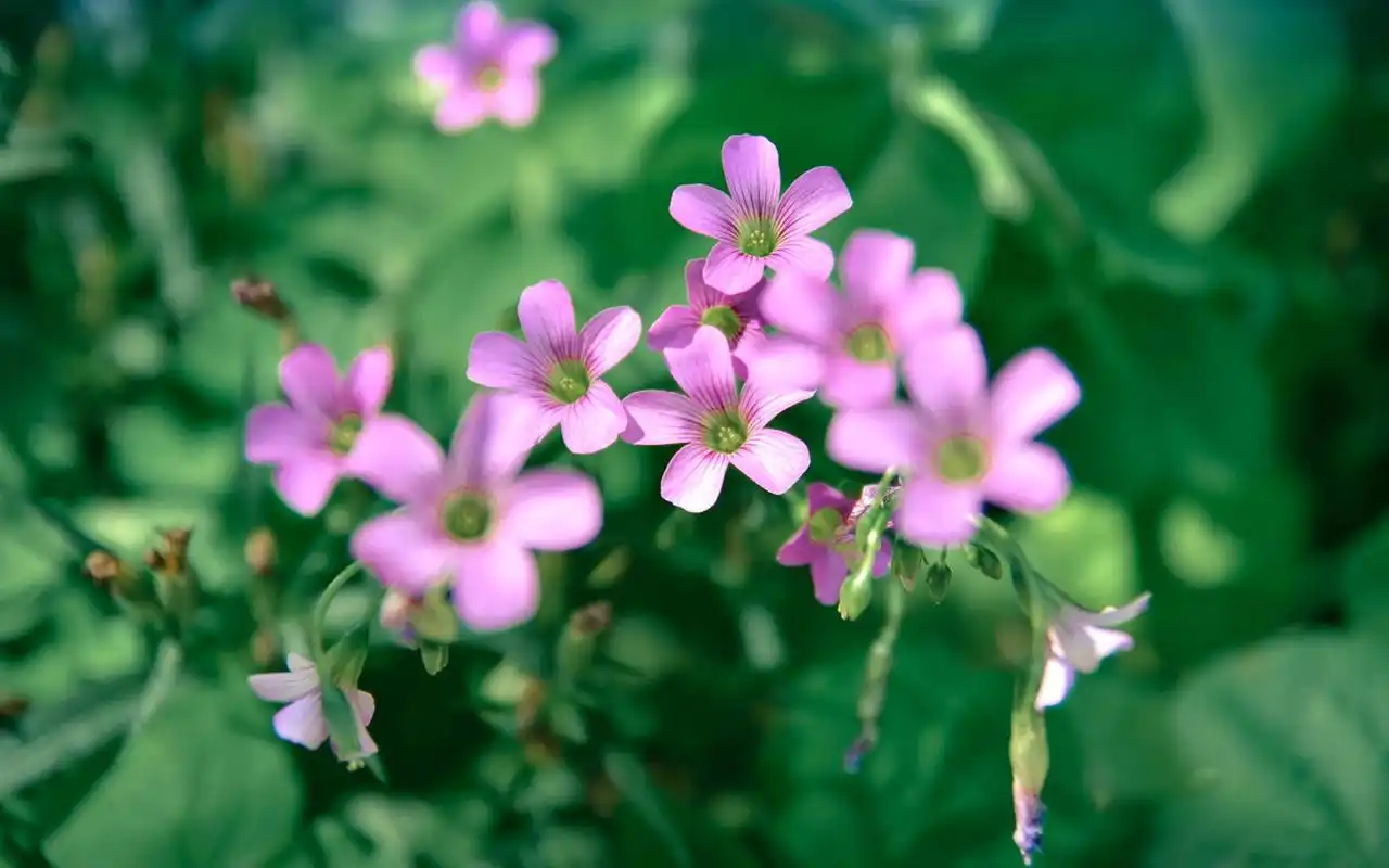 首页 桌面壁纸 植物壁纸 清新护眼植物花卉高清图片电脑壁纸