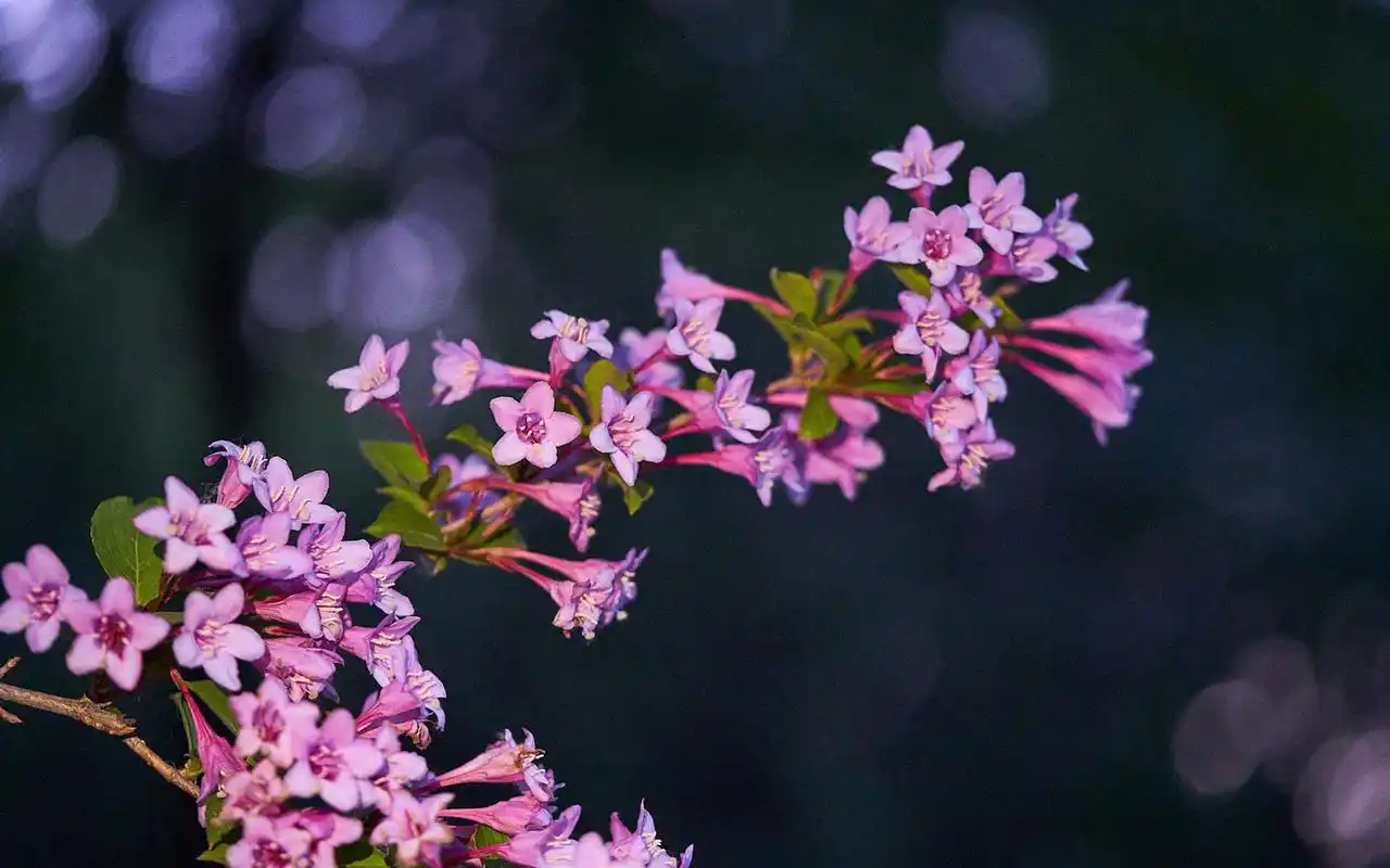 小清新粉色系植物花卉高清桌面壁纸
