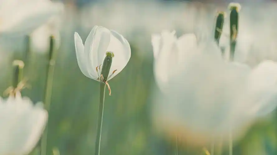 终于开始上正片了这郁金香拍得也太好看了吧准备拿来做电脑屏幕壁纸