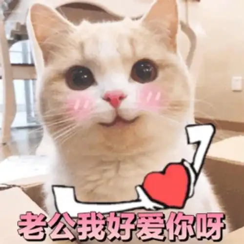 萌宠 猫星人 老公 我好爱你啊 呆萌 可爱