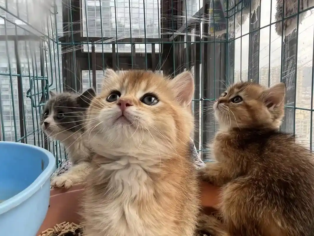 【深圳领养现场】蓝双布偶小偿领养,蓝猫无偿领 - 抖音