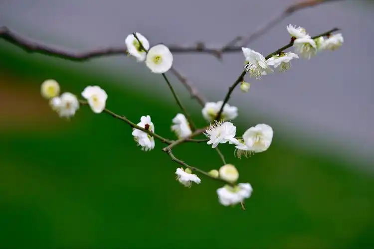 颜色独特绿萼梅