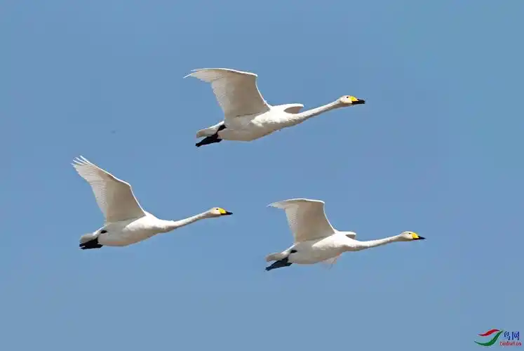 蓝天上群飞的天鹅
