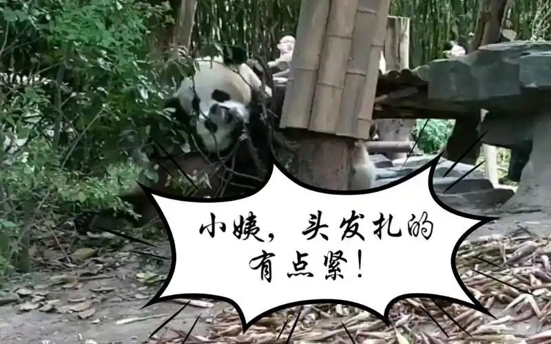 绩笑小姨头发扎的有点紧