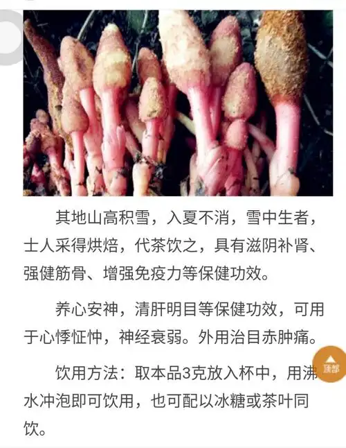 回春草功效和药用