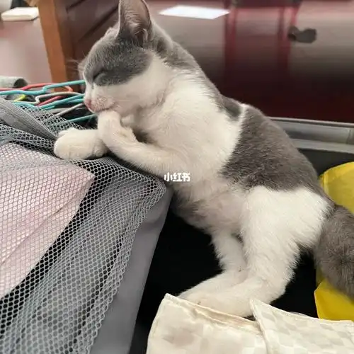 英短蓝白英短田园串串