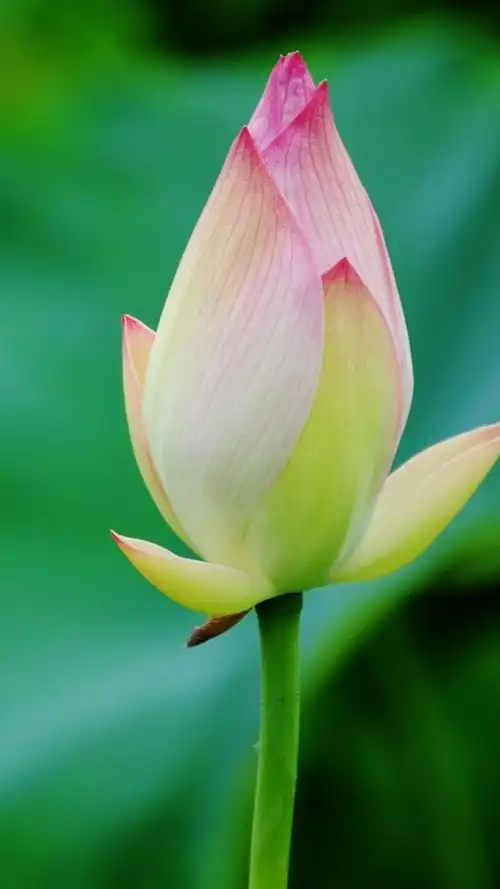 含苞待放的荷花 iphone 壁纸