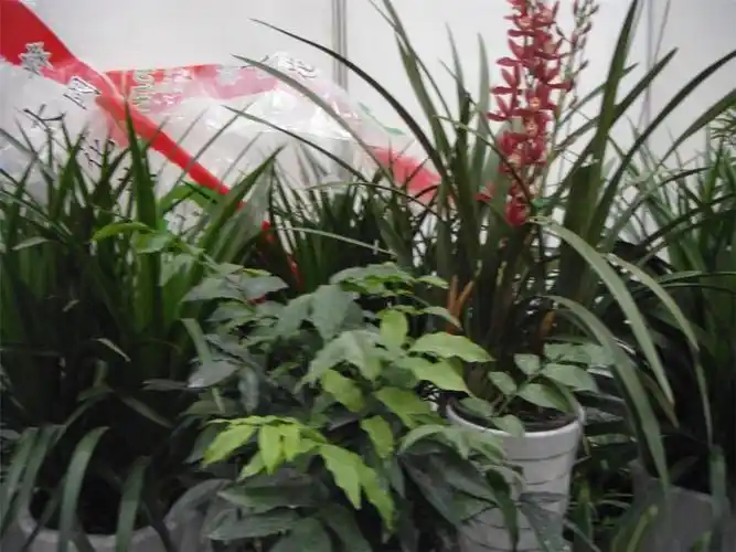 龙须兰开花图片