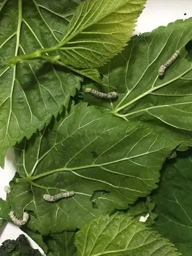 我认养的蚕宝宝