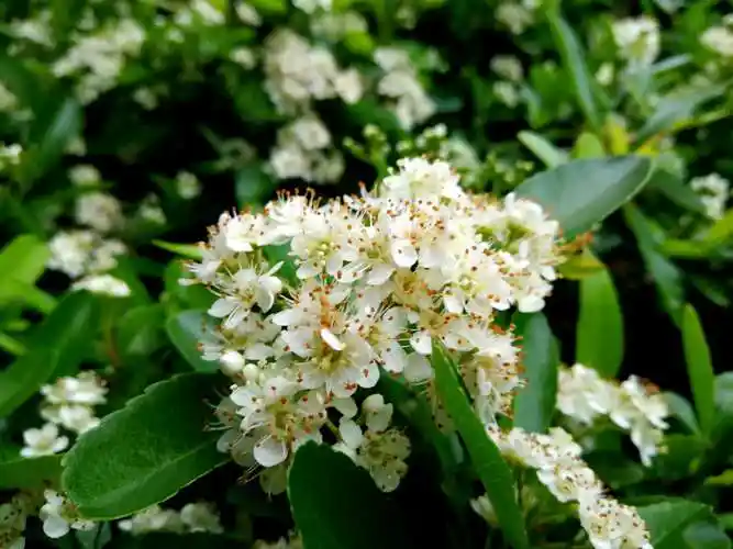 米子杂记/火棘花,美吧