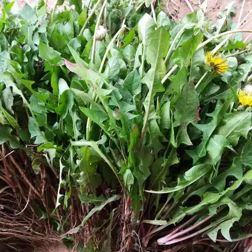 春季清热药草蒲公英蔬菜新鲜蔬菜现挖