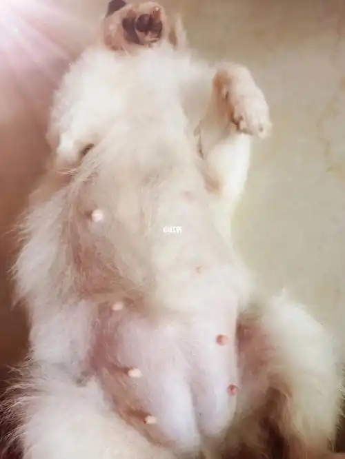 小体博美怀孕42天第一次怀孕生宝宝