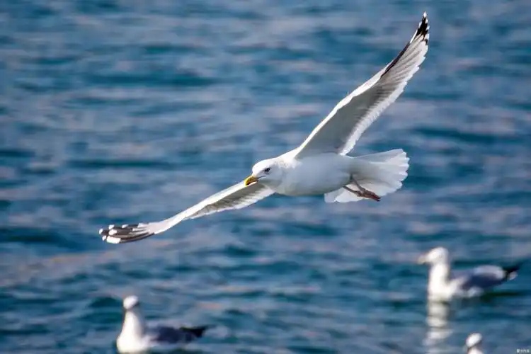 青岛湾最美海鸥季海鸥大片儿来袭嘎嘎