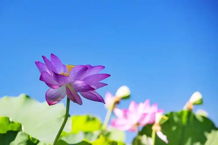 烈日炎炎拍摄正午阳光下的荷花