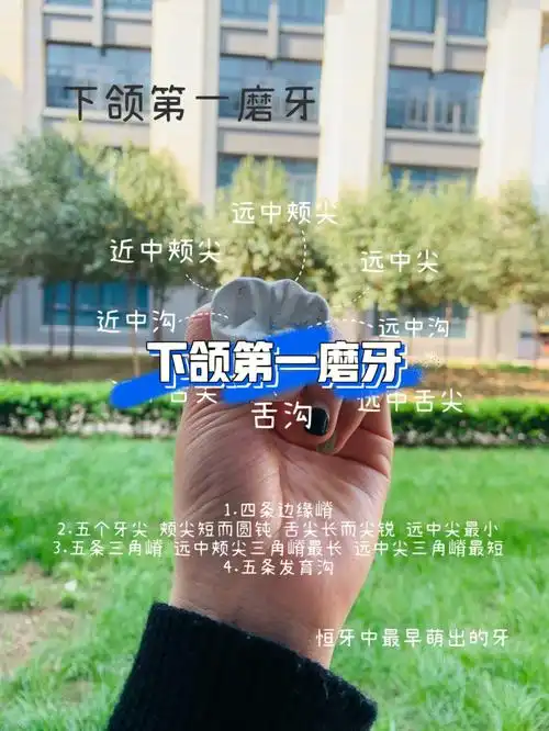 上下颌第一磨牙解剖形态