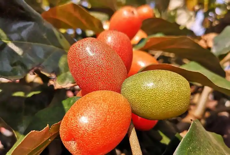 吃货们快来瞧瞧云南的这几种罕见水果你尝过几种呢