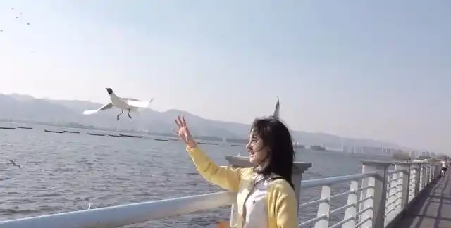 鞠婧祎去滇池喂海鸥,和游客同时伸出手臂,不同框就不会有伤害