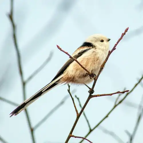 银喉长尾山雀呆萌可爱的小鸟
