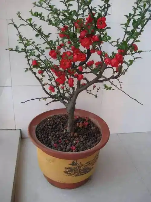 养花都该懂的:十二个月,十二种魅力花卉