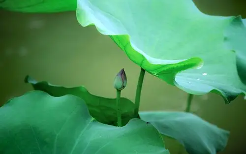 荷花唯美微距摄影高清图片桌面壁纸