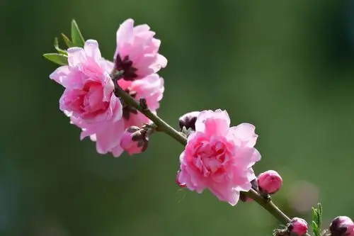 植物园桃花盛开