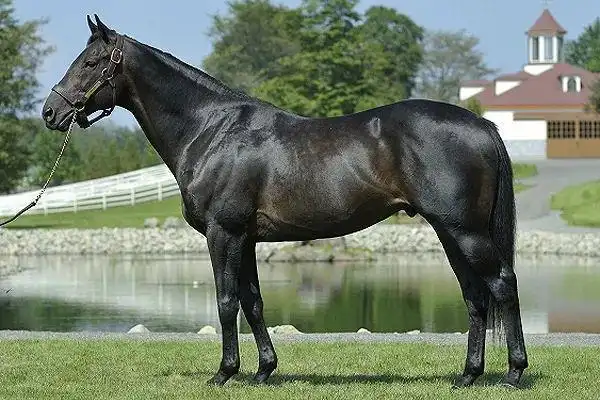 中国马主联盟专栏丨中国马主联盟认证种公马之"太阳神"