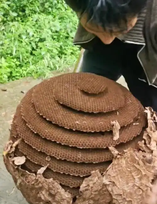 男子采到完整马蜂窝形状似"楼层"