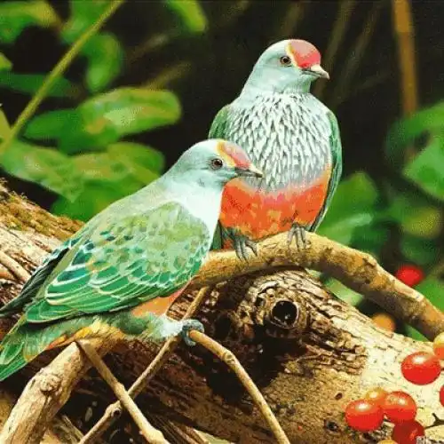 太漂亮了,会动的花鸟图,值得收藏!