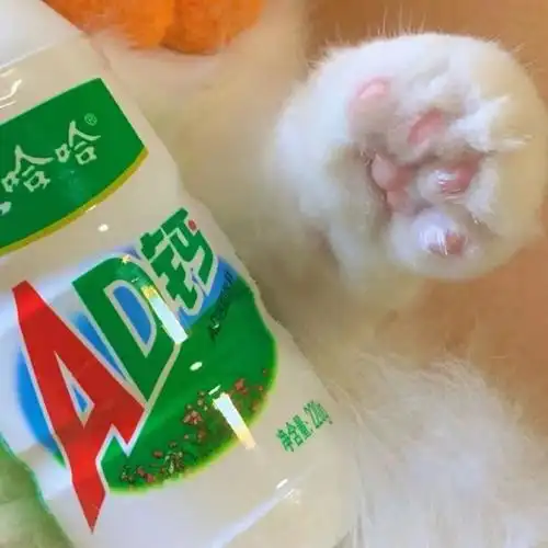 优质温柔可爱萌宠猫咪情侣头像