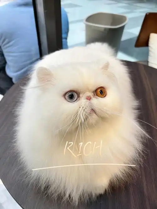 波斯猫你的眼中有星辰