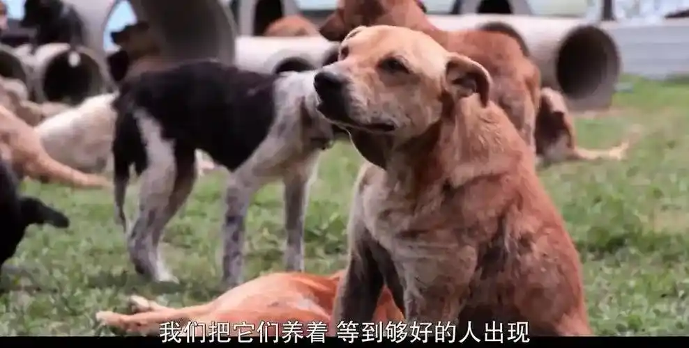 豆瓣9.1,第一集就让人泪奔,全五星推荐